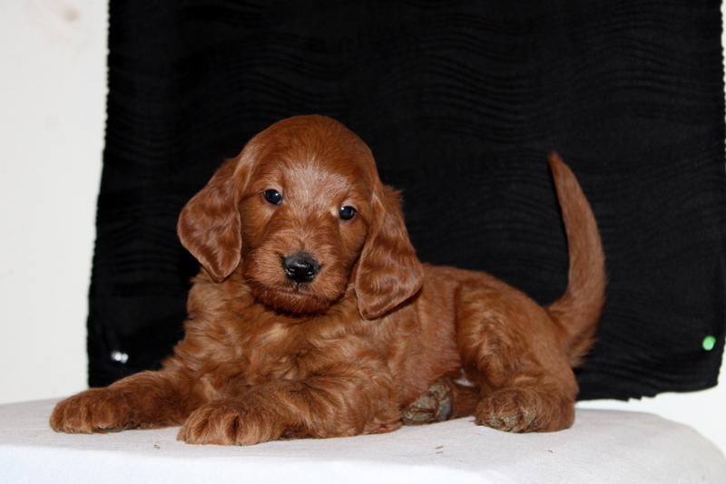 puppy, for, sale, Mini Goldendoodle F1, Matthew B. Stoltzfus, dog, breeder, Gap, PA, dog-breeder, puppy-for-sale, forsale, nearby, find, puppyfind, locator, puppylocator, aca